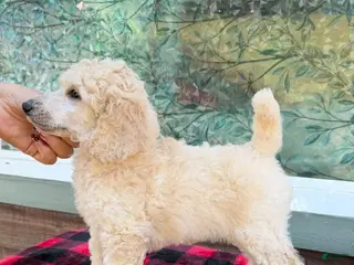 Standard Poodle dogs Girl - Ad 3