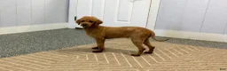 Mini Goldendoodle dogs for sale: Honey - Ad 6