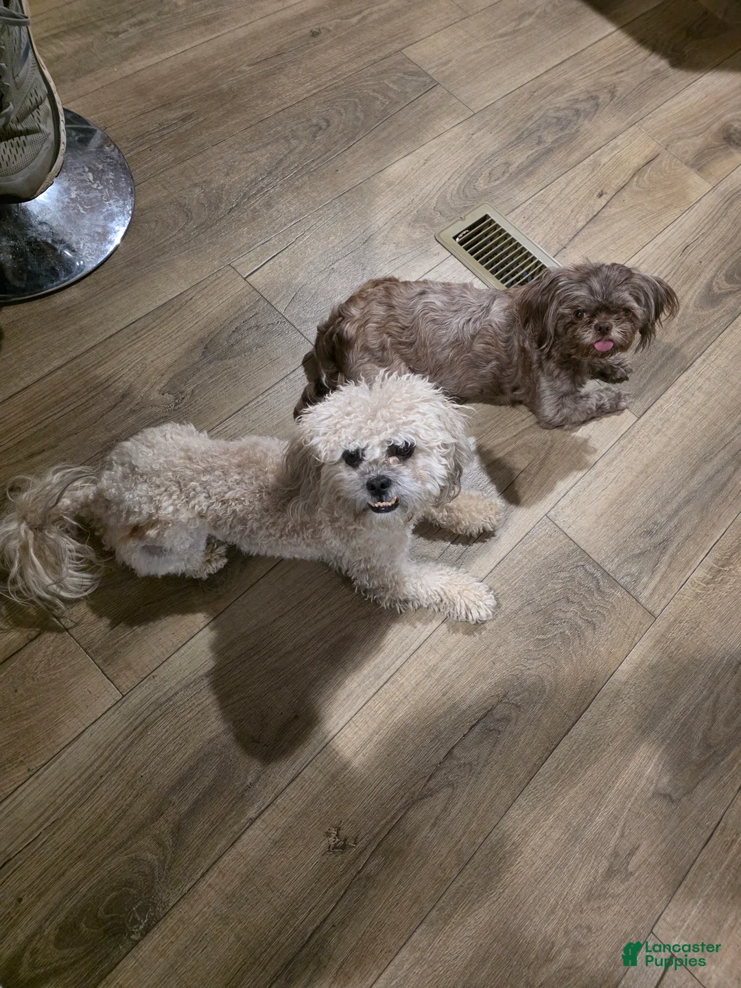 Shihpoo dogs for sale: Wolfie - Ad 4