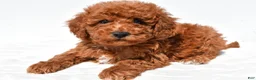 Mini Goldendoodle dogs for sale: Tinker - Ad 7