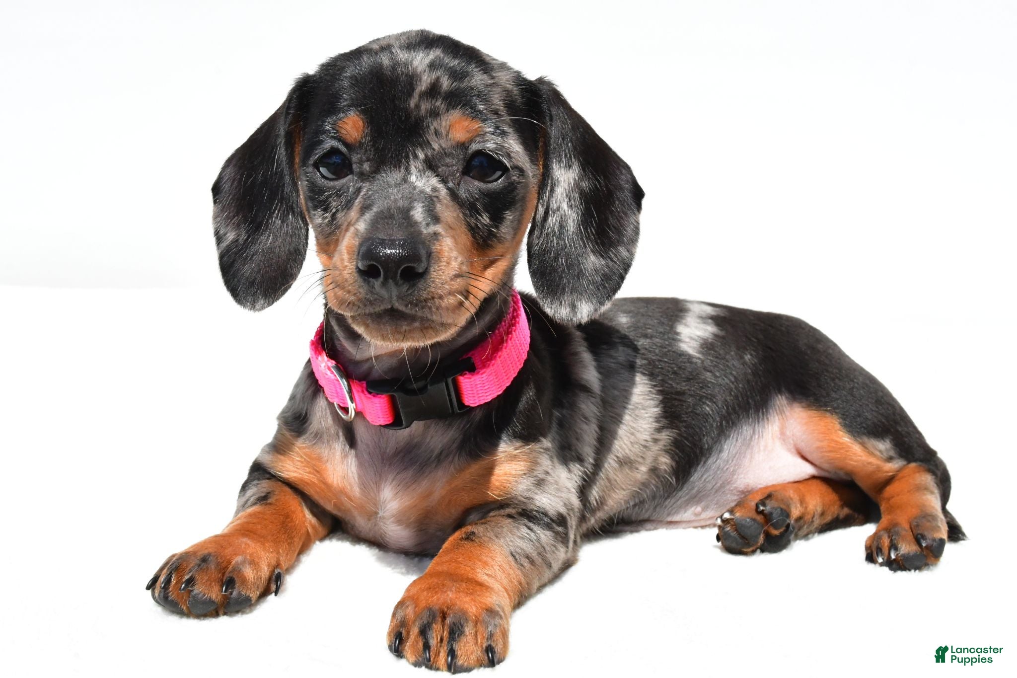 Miniature Dachshund dogs Tulip - Ad 1