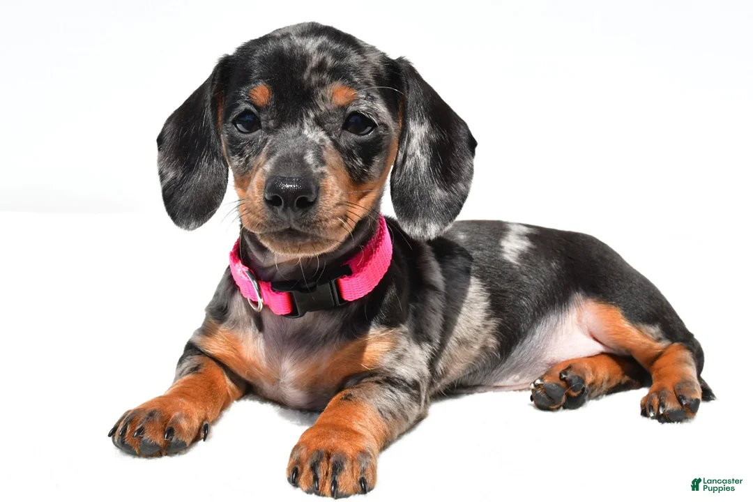 Miniature Dachshund dogs for sale: Tulip - Ad 1