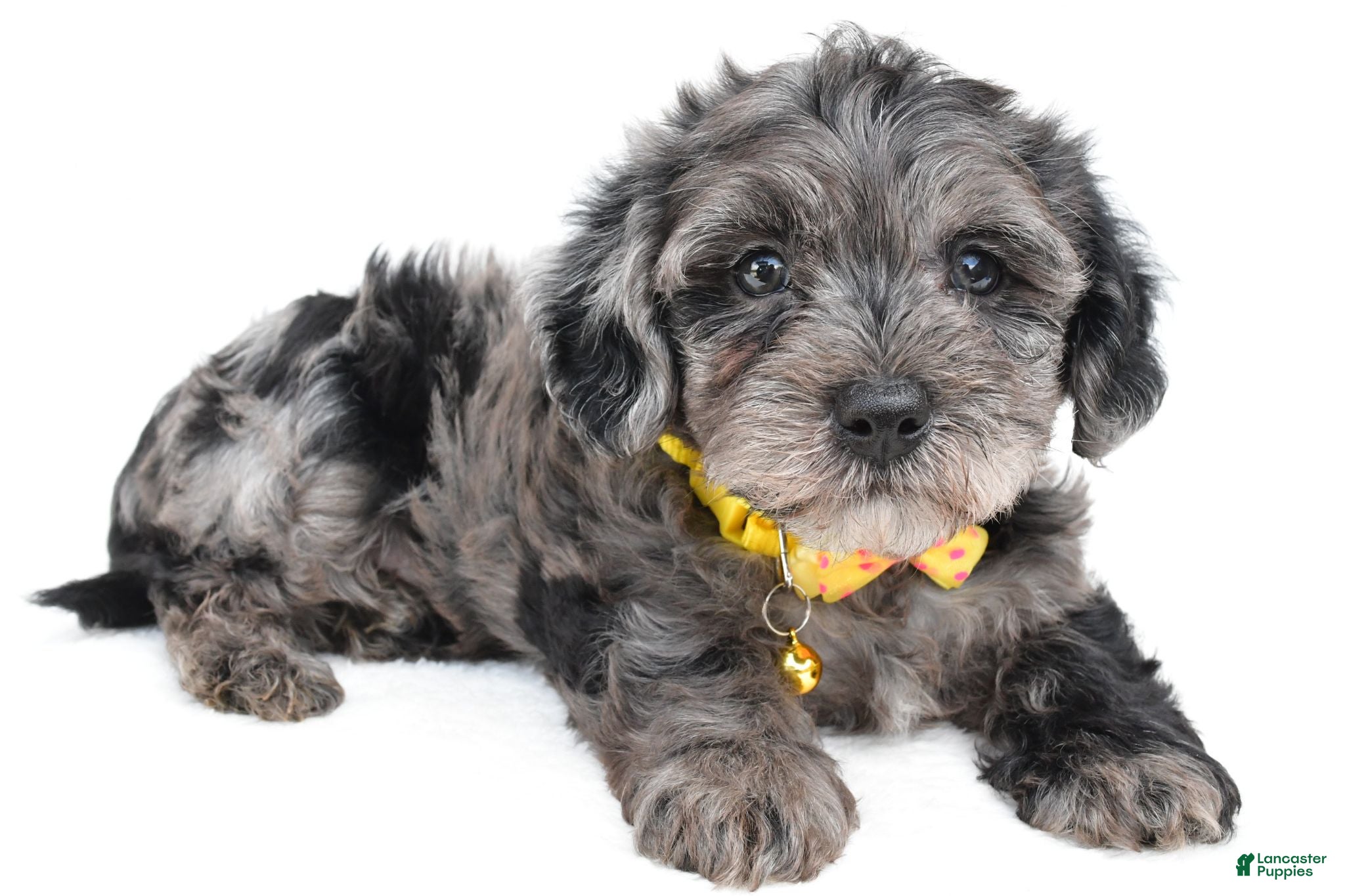 Maltipoo dogs Flash - Ad 2