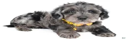 Maltipoo dogs for sale: Flash - Ad 2