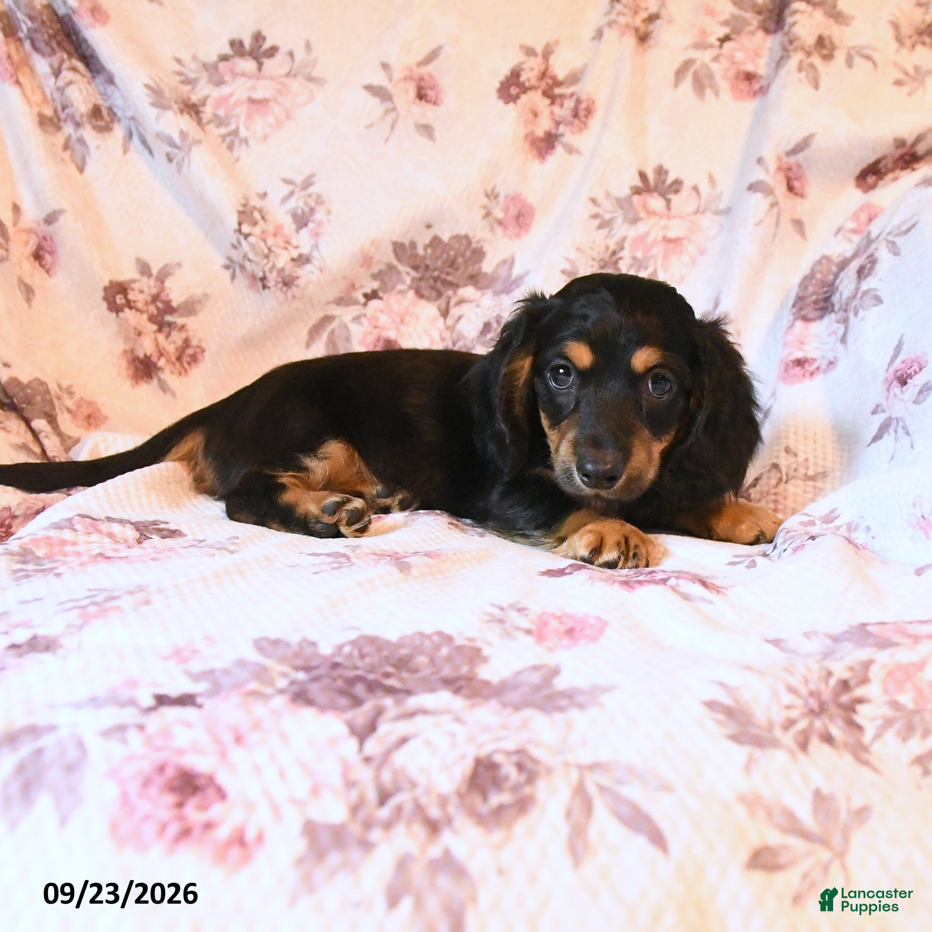 Miniature Dachshund dogs Jerry - Ad 2