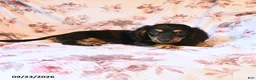 Miniature Dachshund dogs for sale: Jerry - Ad 2