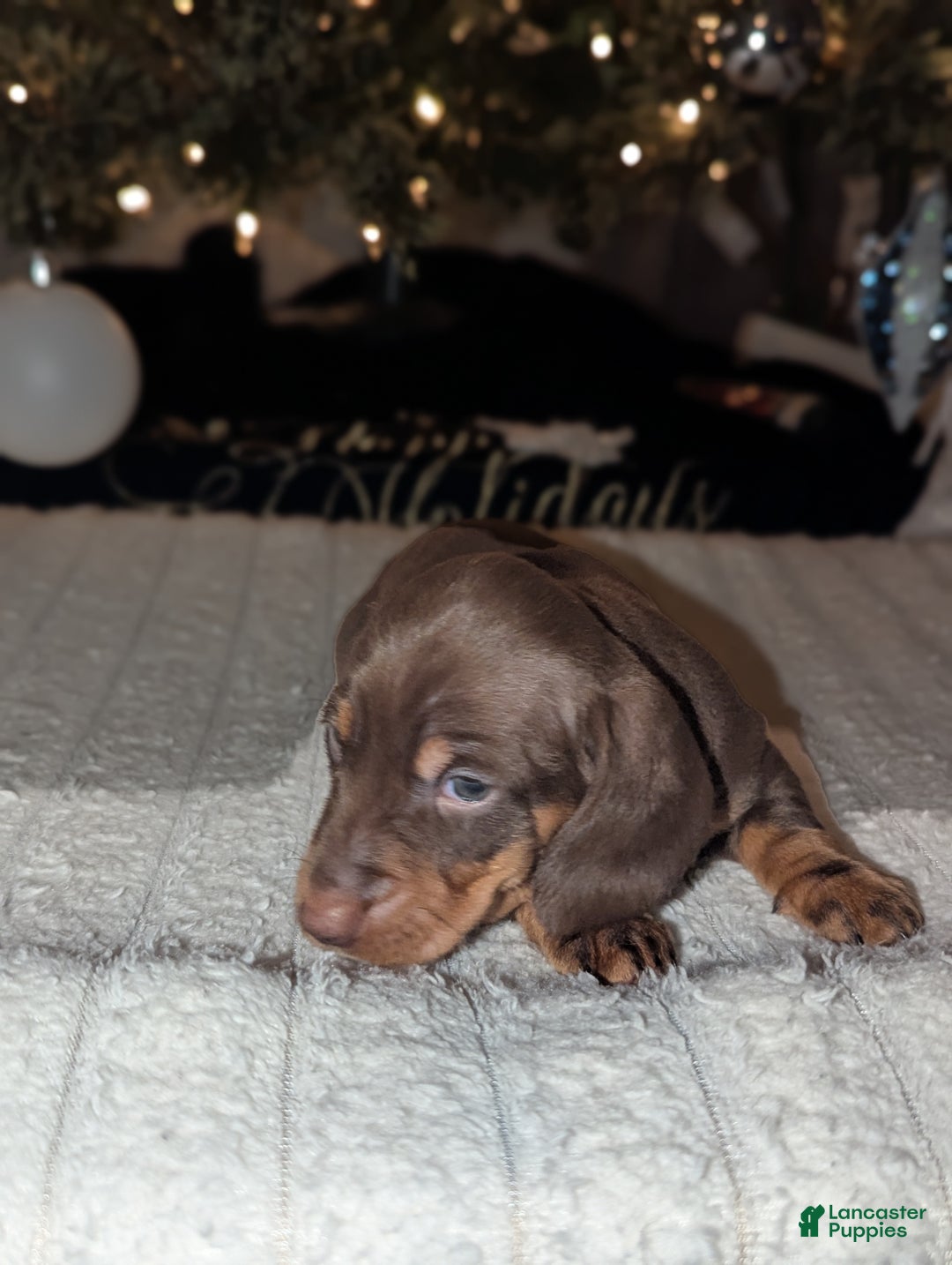 Miniature Dachshund dogs for sale: Coco - Ad 2