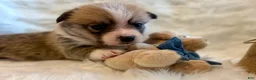 Welsh Corgi Pembroke dogs for sale: Luca - Ad 11