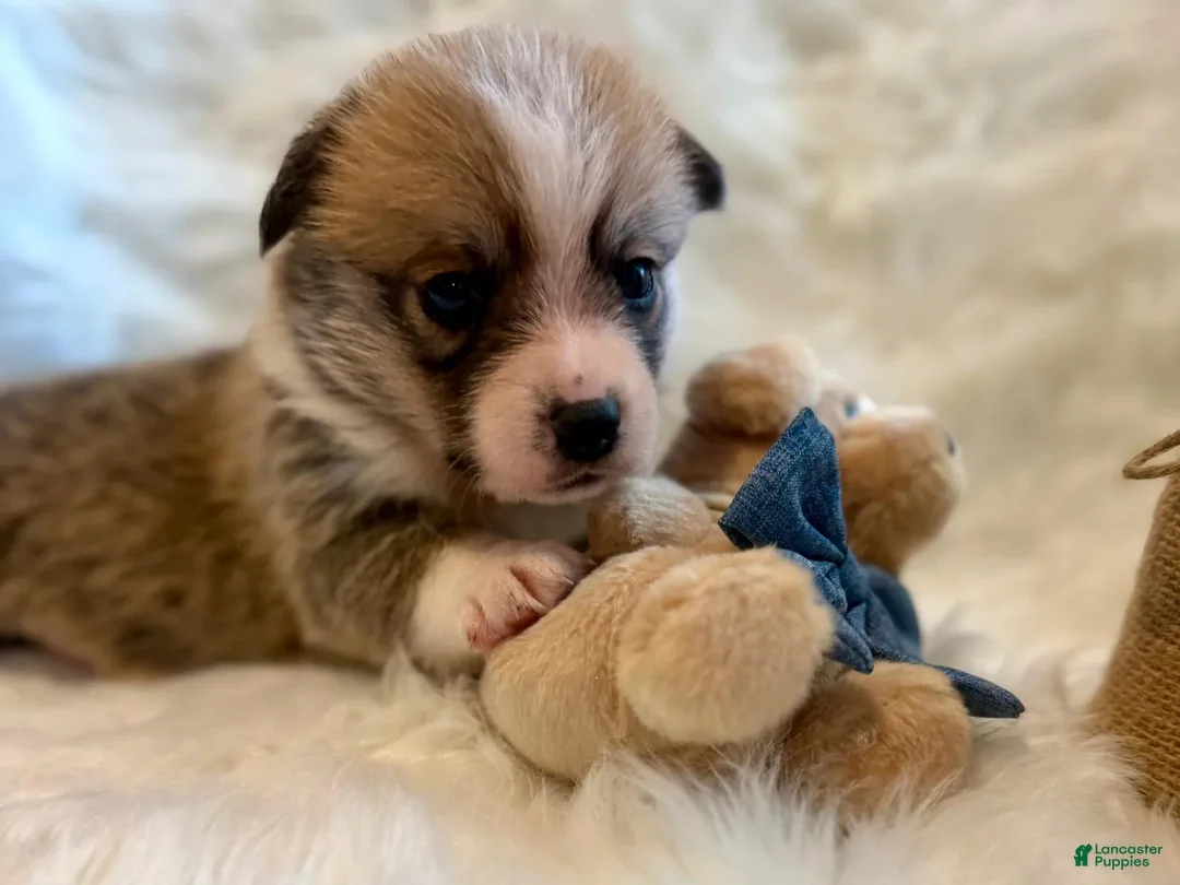 Welsh Corgi Pembroke dogs for sale: Luca - Ad 11