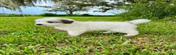 Great Pyrenees dogs for sale: Dark Blue Boy - Ad 2