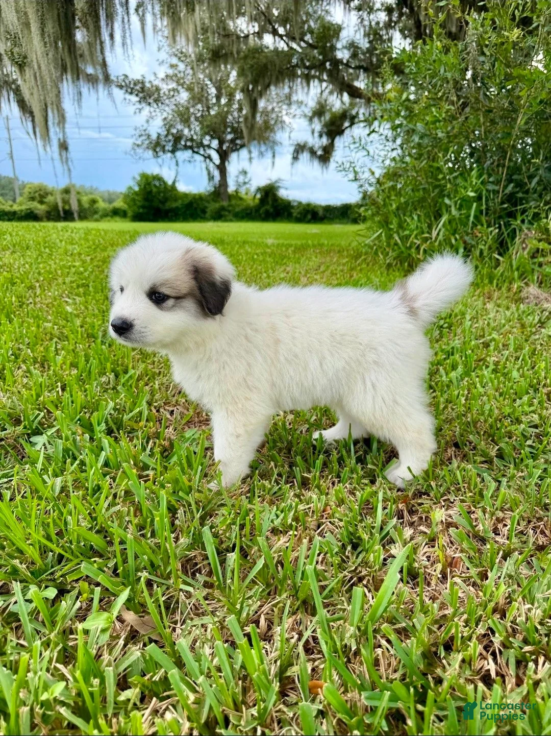 Great Pyrenees dogs for sale: Dark Blue Boy - Ad 2