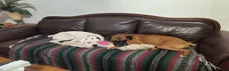Boxer dogs for sale: Boxer 1 - Ad 10