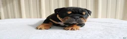 English Bulldog dogs for sale: Buddy  - Ad 12