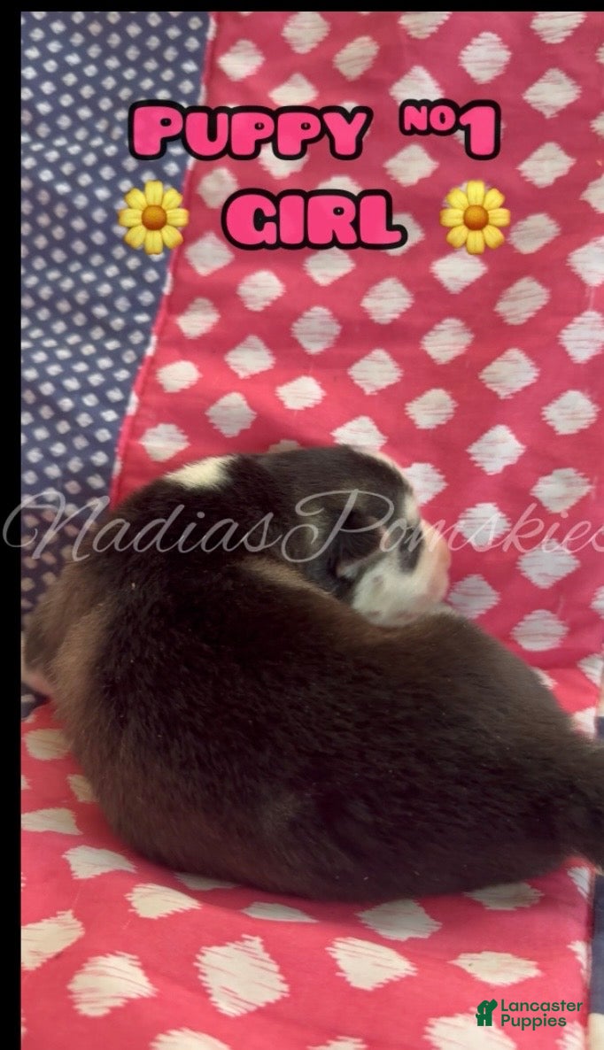 Pomsky dogs Pomsky 1 Girl  - Ad 2