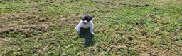Rat Terrier dogs for sale: Tasha *Updated photos* - Ad 6