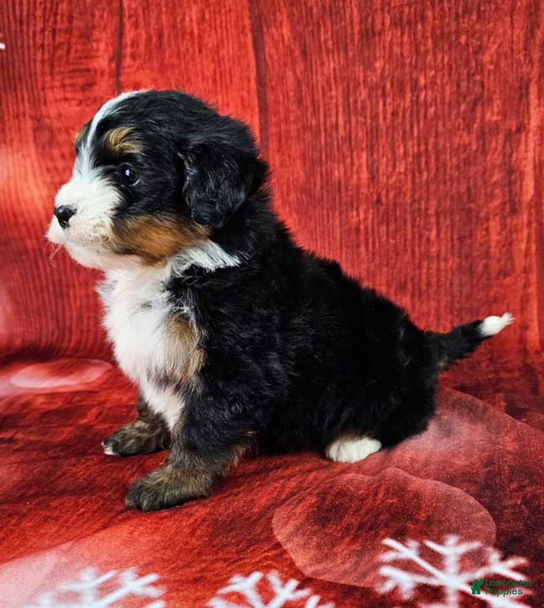 Mini Bernedoodle dogs for sale: Loki - Ad 3