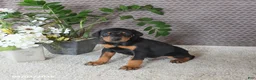 Doberman Pinscher dogs for sale: Maverick - Ad 5