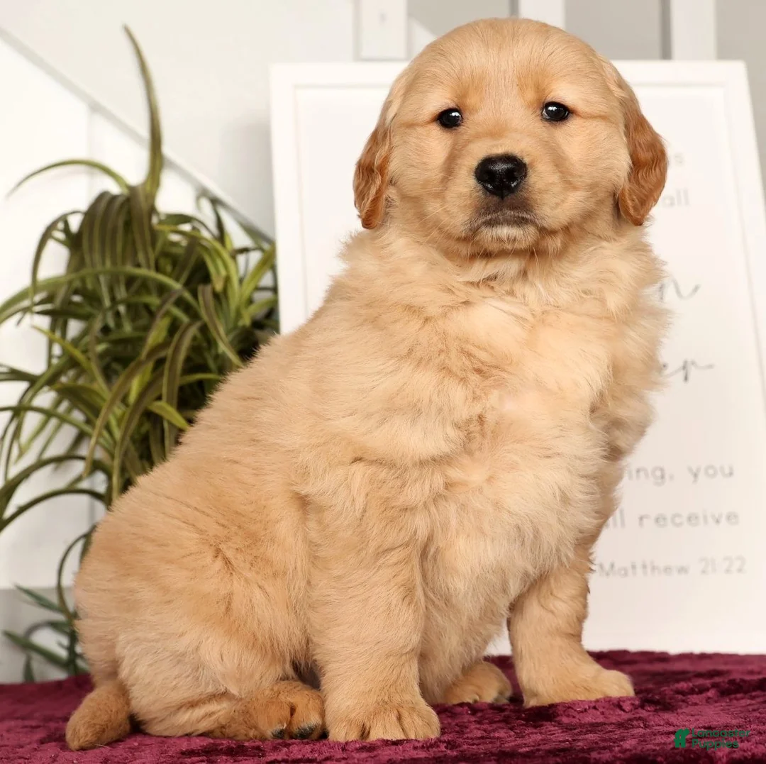 Golden Retriever dogs for sale: Rusty - Ad 1