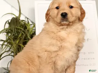 Golden Retriever dogs Rusty - Ad 22