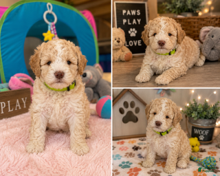 Mixed Breed dogs Male 1 - Ad 1
