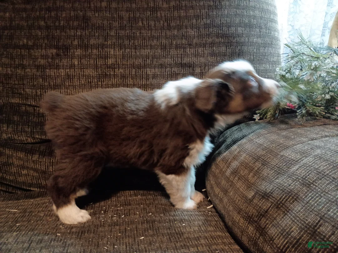 Australian Shepherd dogs for sale: Oreo - Ad 5