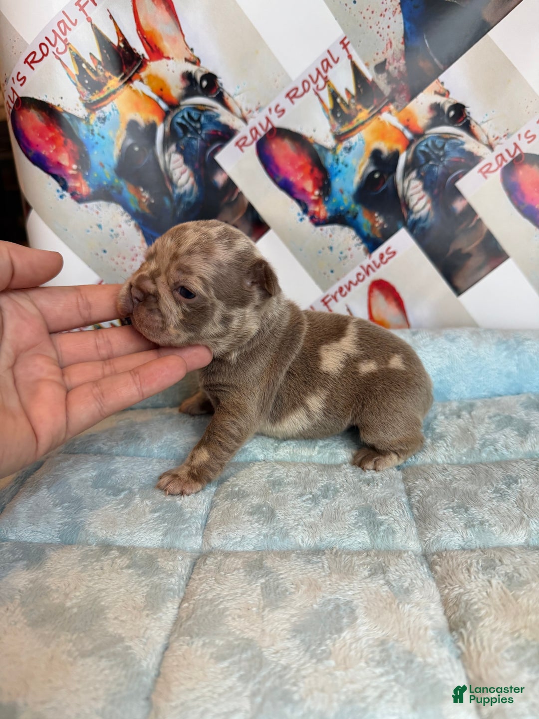 French Bulldog dogs for sale: Boo - Ad 3