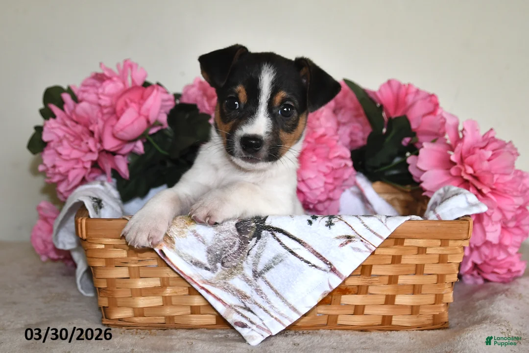 Jack Russell Terrier dogs for sale: Bouncer - Ad 2