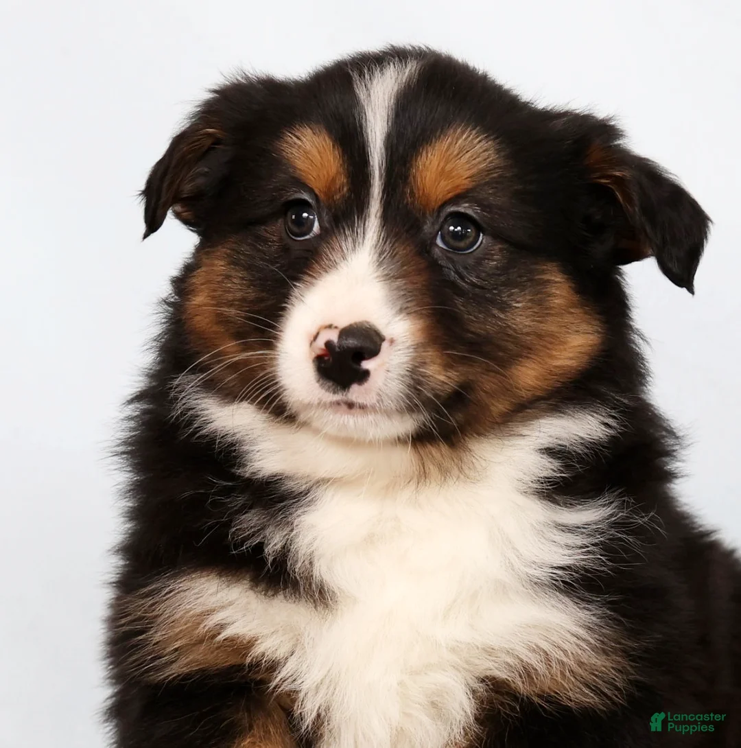 Australian Shepherd dogs for sale: Jared - Ad 8