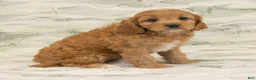 Cavapoo dogs for sale: Mandy - Ad 6