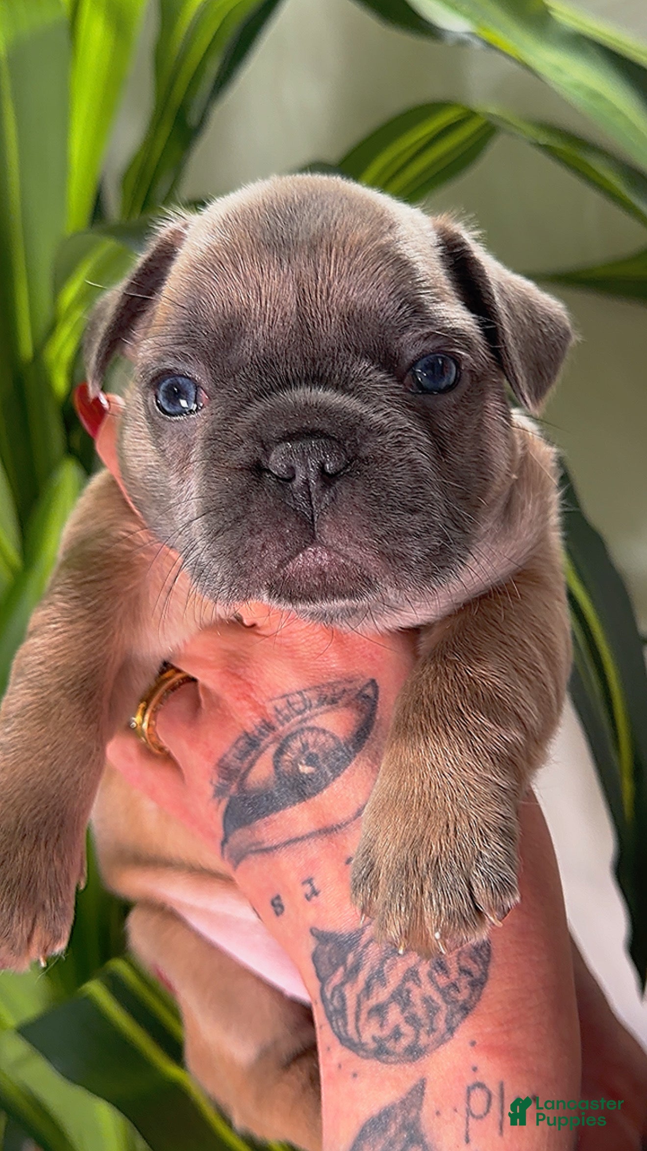 French Bulldog dogs MONNET - Ad 24