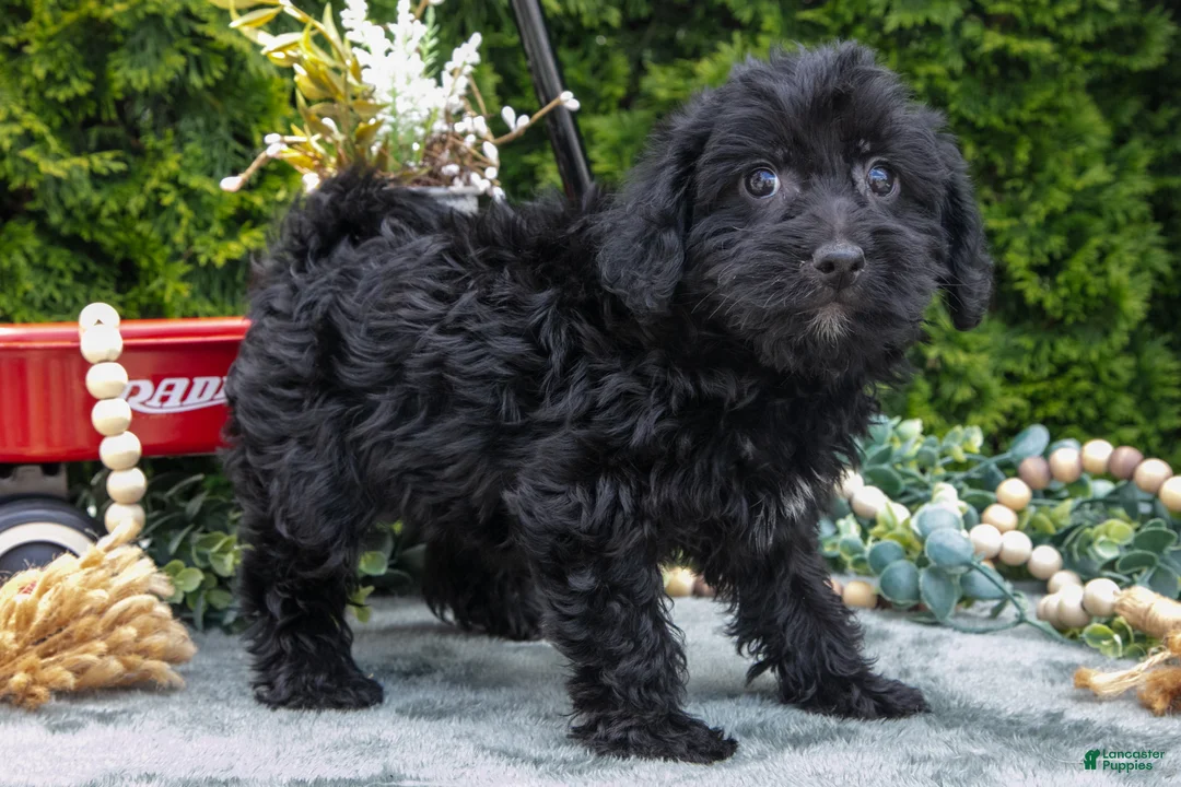 Shorkie dogs for sale: Connie - Ad 2