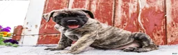 English Mastiff dogs for sale: Peggy - Ad 7