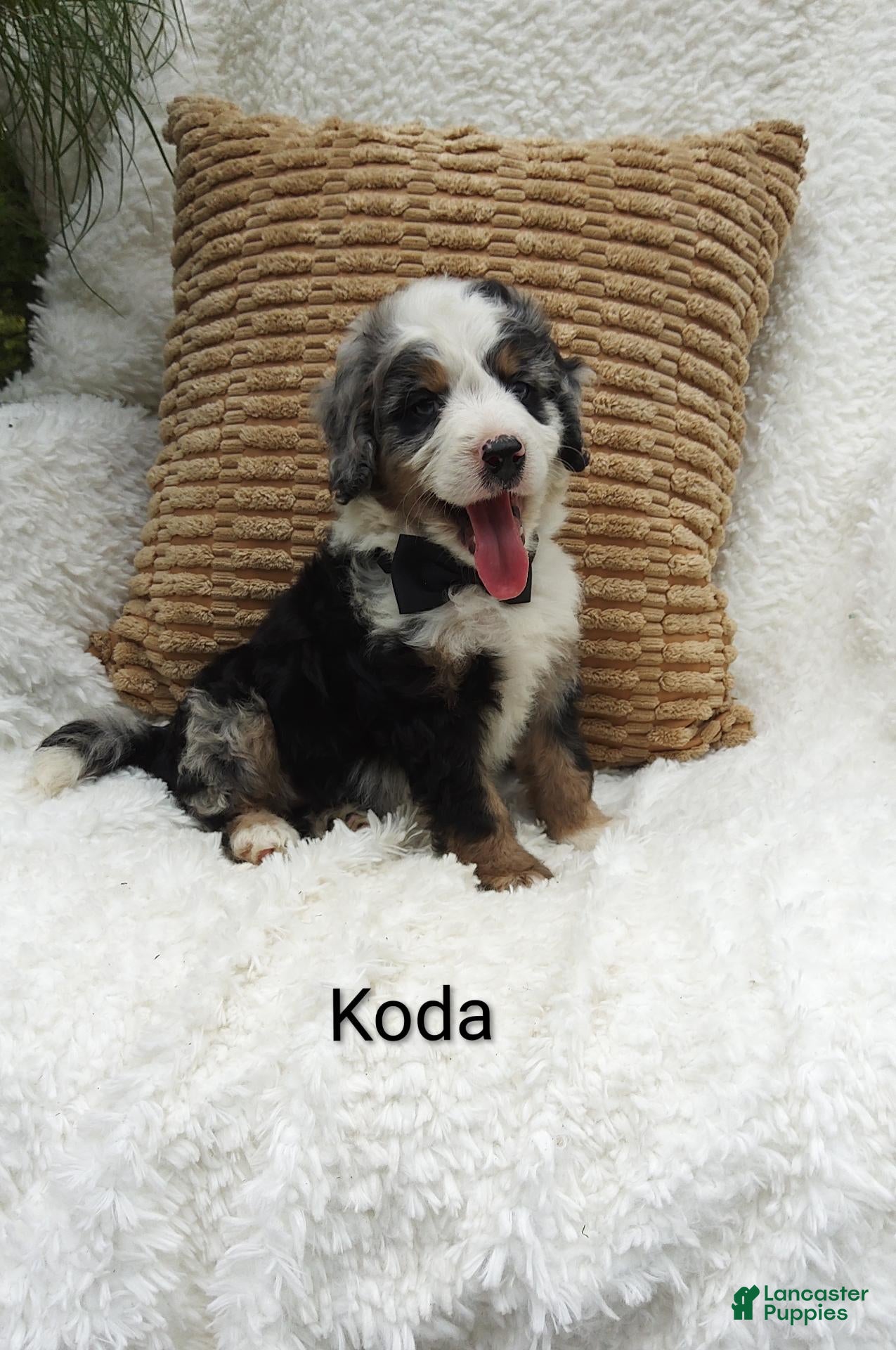 Mini Bernedoodle dogs Koda  Blue eyes 😷🤣😂😇 - Ad 7