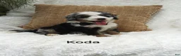 Mini Bernedoodle dogs for sale: Koda  Blue eyes 😷🤣😂😇 - Ad 1