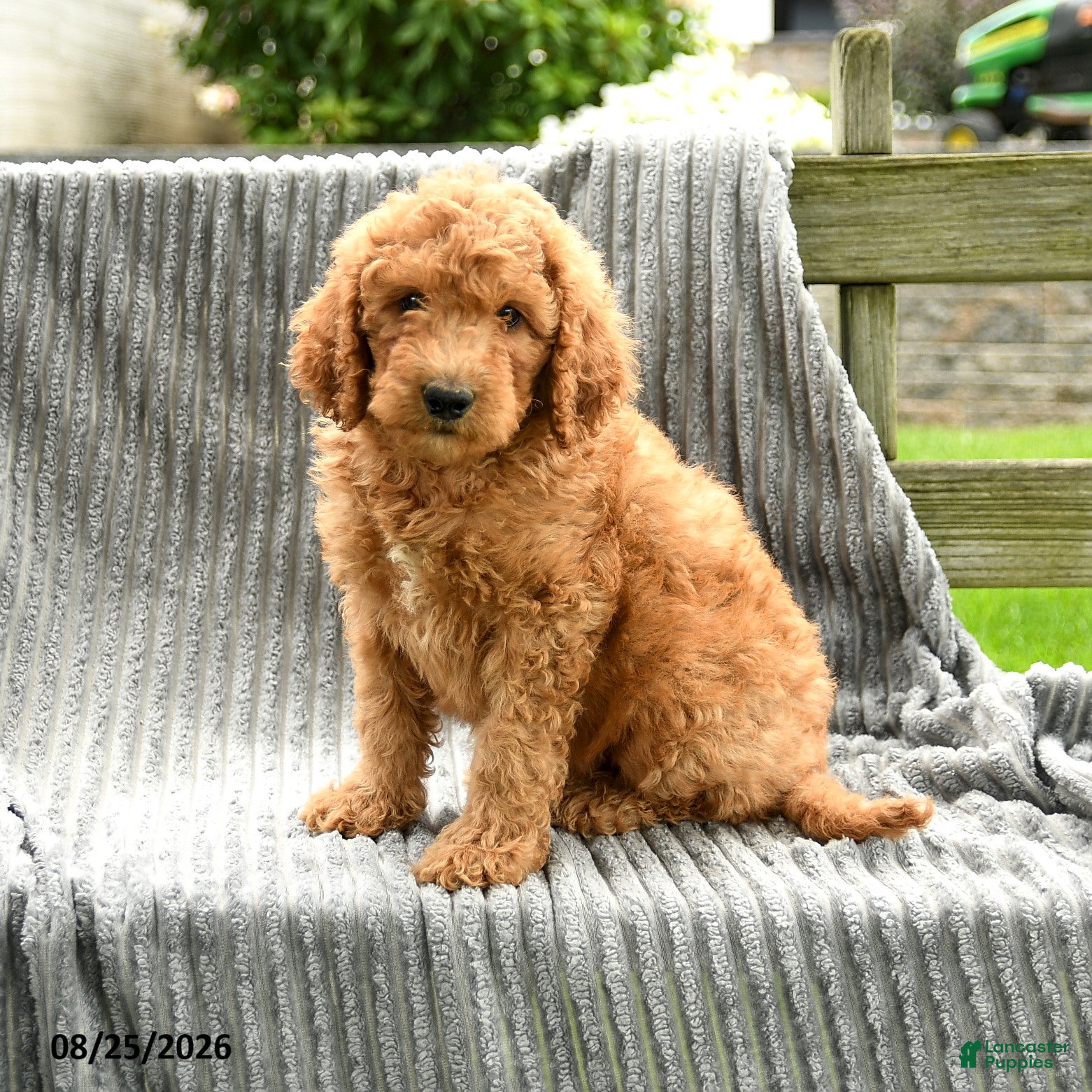 Goldendoodle dogs Freddie - Ad 1