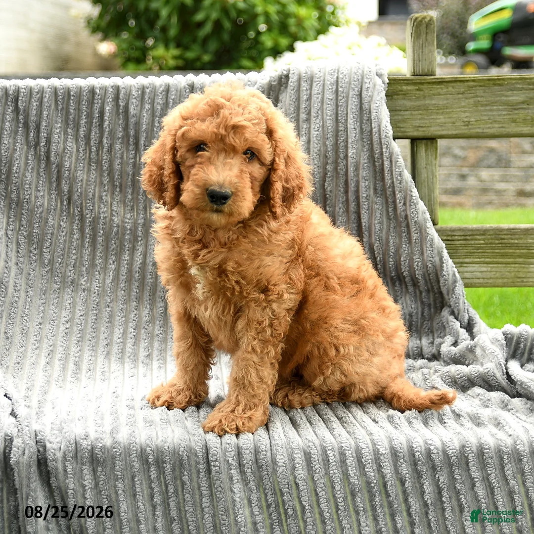Goldendoodle dogs for sale: Freddie - Ad 1