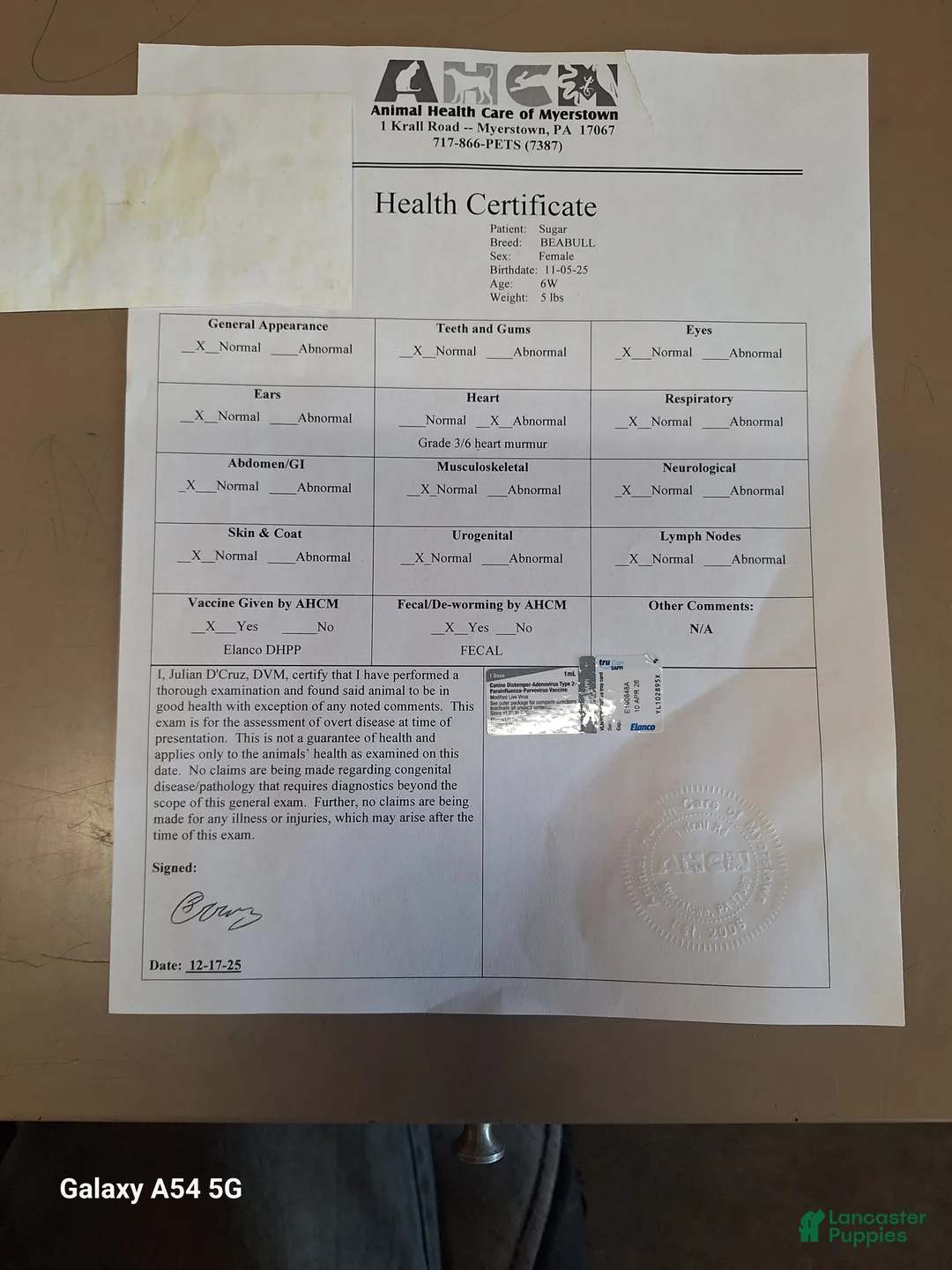 Beabull dogs for sale: Sugar - Ad 2