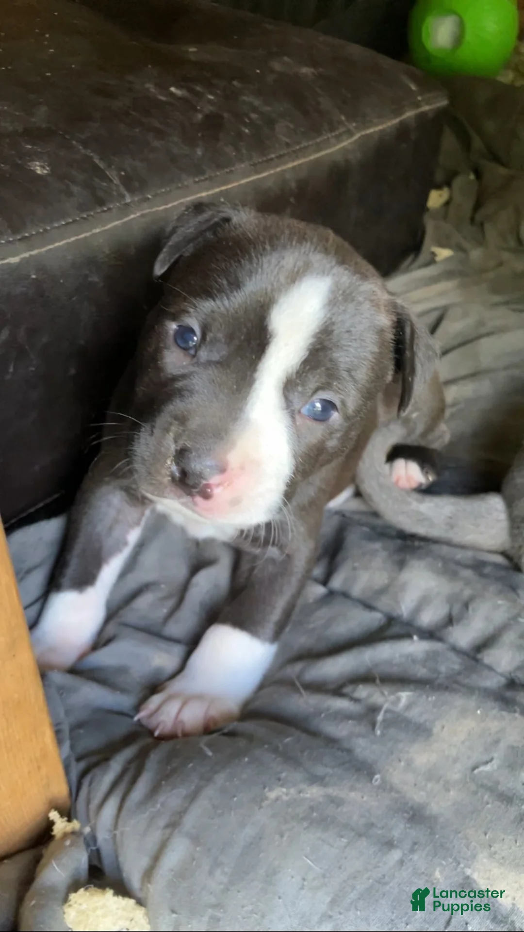 American Pit Bull Terrier dogs for sale: American Pit Bull Terrier 4 - Ad 15