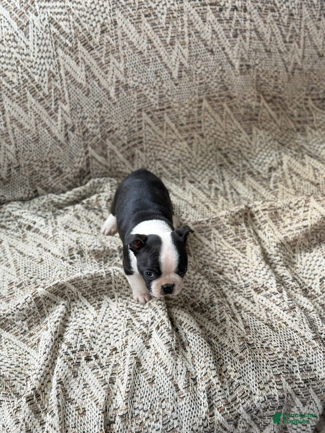 Boston Terrier dogs for sale: Titus - Ad 8
