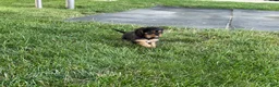 Cavalier King Charles Spaniel dogs for sale: Hazy Cavalier King Charles Spaniel  - Ad 6