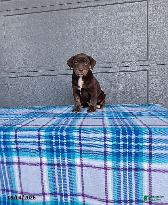 Labrador Retriever dogs Rosie - Ad 1