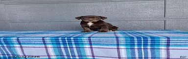 Rosie