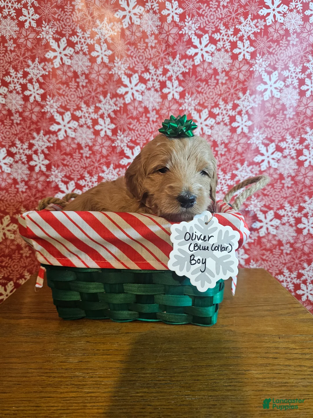 Mixed Breed dogs for sale: Oliver - Ad 11