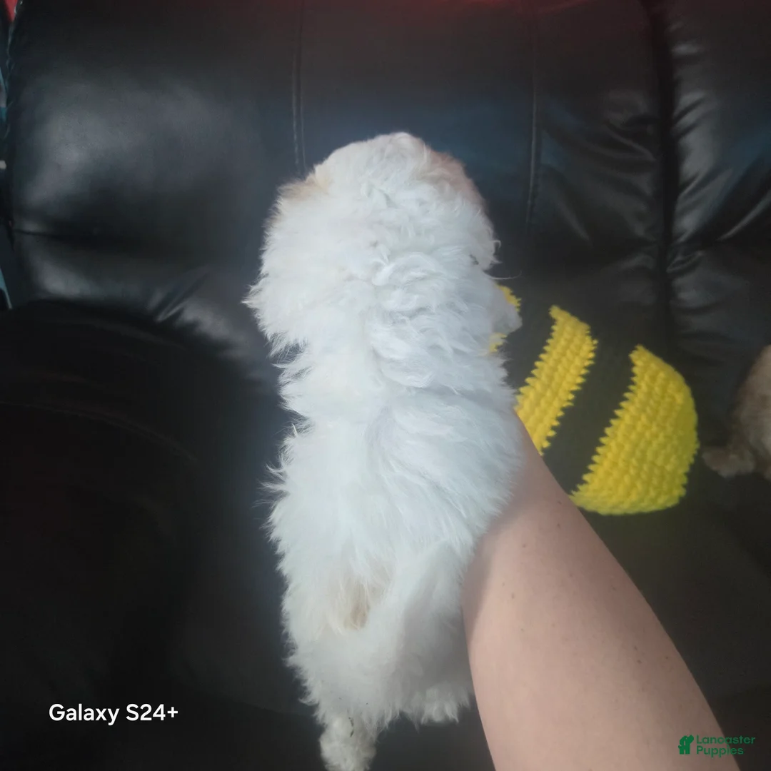 Havapoo dogs for sale: Havapoo Puppy 1 - Ad 2