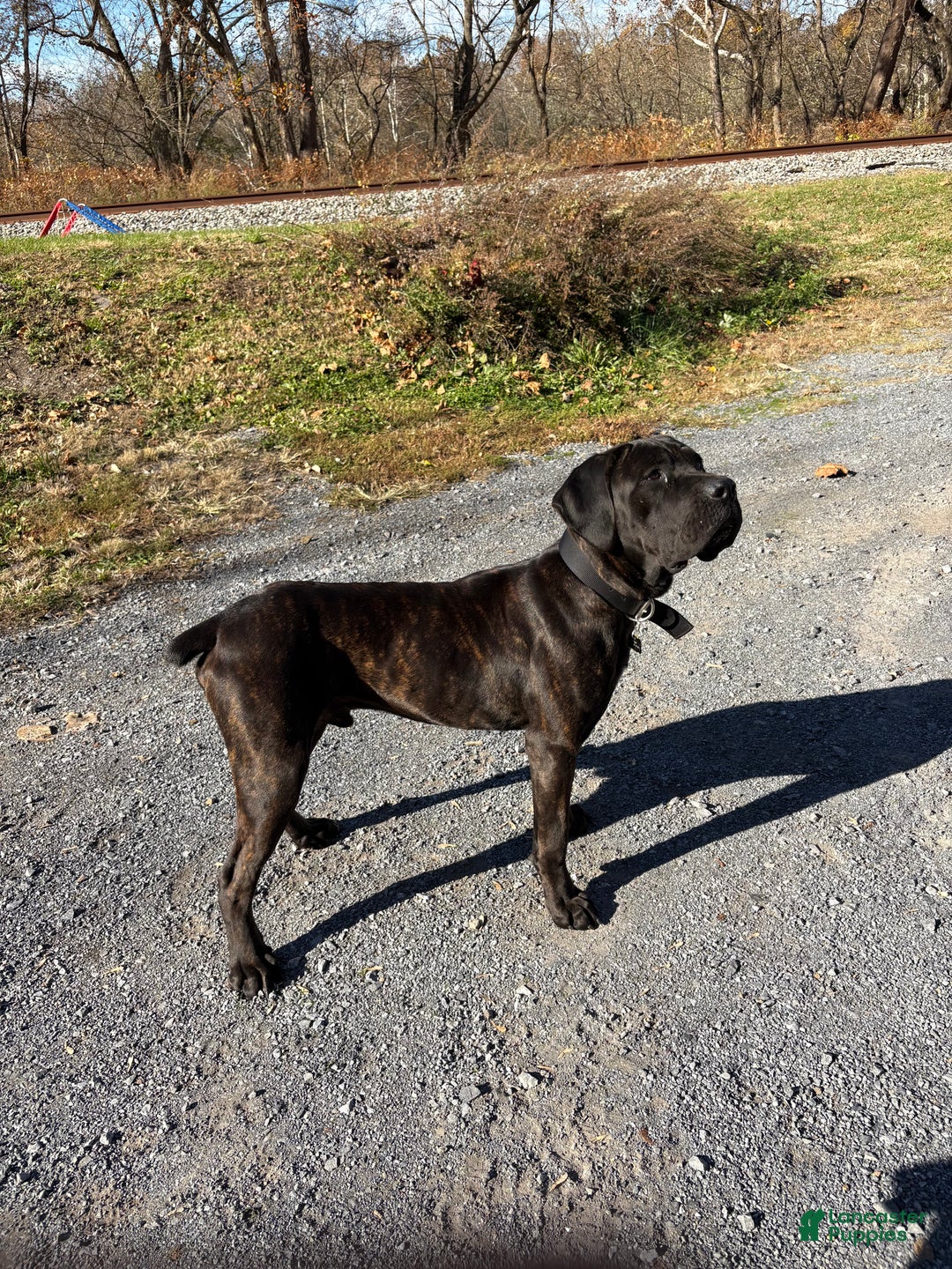 Cane Corso dogs for stud: Xphos - Ad 9