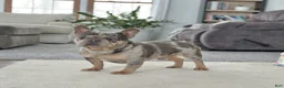 French Bulldog dogs for sale: Sherly Video Ad  - Ad 7