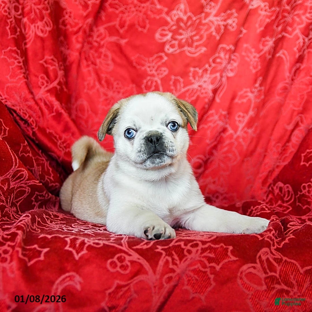 Jug dogs for sale: Lacy - Ad 1