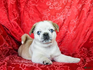 Jug dogs Lacy - Ad 7