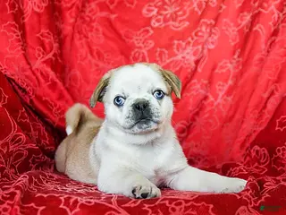 Jug dogs Lacy - Ad 7