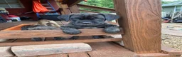 Cane Corso dogs for sale: Cane Corso 6 - Ad 23